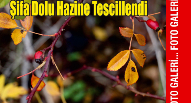 Şifa Dolu Hazine Tescillendi