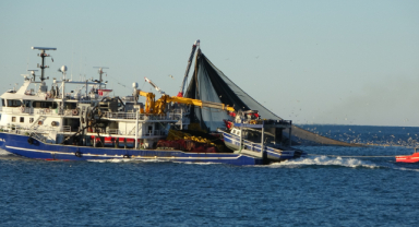 En Bereketli Sezonda Türk Karasuları Dışında Hamsi Avlayacaklar 