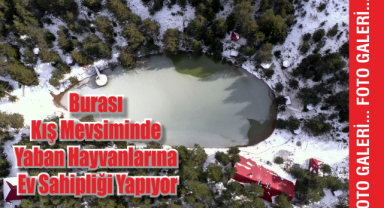 Kış Mevsiminde Yaban Hayvanlarına Ev Sahipliği Yapıyor