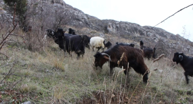 Genç Çoban 3 Gündür Kayalıklarda Mahsur Kalan Oğlağına Kavuştu 