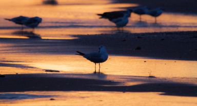 Günün ilk ışıklarındaki eşsiz güzellik 