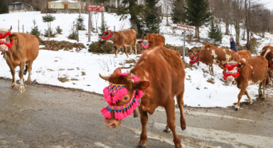 Ömürlerinin 66 yılını hayvancılığa adadılar 