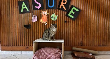 Sevimli kedi köy okulunun maskotu oldu 