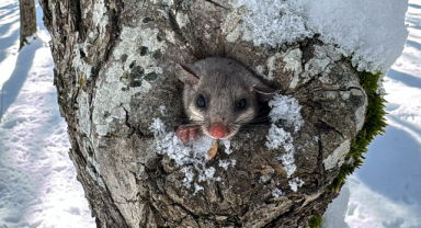 Yediuyur kış uykusu için ağaç kovuğuna bırakıldı