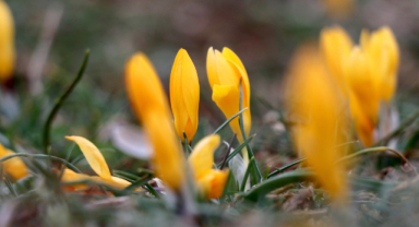 Baharın müjdecisi çiğdemler çiçek açtı