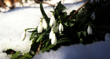 Baharın müjdesi kardelenler açmaya başladı