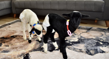 Bir haftalık kuzular evde anne şefkatiyle büyüyor