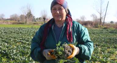 Brokoli hasadından 12 tondan fazla rekolte bekleniyor