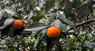 Çay tarlalarına ekilen mandalinalar görenleri şaşırtıyor!