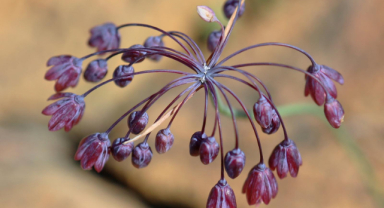 Keşfettiği türlerle Türkiye'nin bitki çeşitliliğini zenginleştiriyor