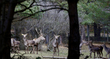 Koruma altındaki kızıl geyikler doğaya salınıyor