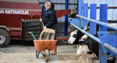 Şehir hayatını bırakıp memleketinde besici oldu