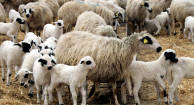 Süt kuzularının anneleriyle buluşması böyle görüntülendi