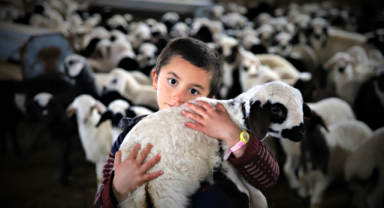 Yeni doğan kuzularla birlikte besicilerin tatlı telaşı başladı 