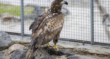 Kanadı ampute edilen şah kartal yeni yuvasına kavuştu