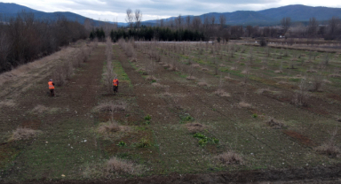 Kuraklığa dayanıklı Türk fındığı fidanları o ilde yetiştiriliyor