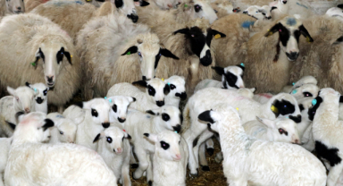 Kuzu sezonu bereketli geçiyor