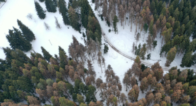 Ladin ağaçlarını kurutan tehlike!