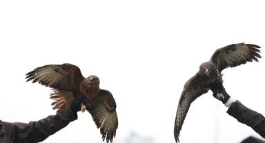 Uçamayan şahinler tedaviyle yeniden kanat çırpacak 