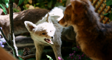 Yaban Hayatı Müzesi’ne yoğun ilgi 