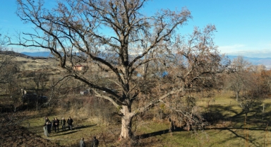 Asırlık Türk fındığı ağaçları koruma altına alındı