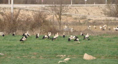 Baharın habercisi kuşlar tarlalarda yiyecek arayışında  
