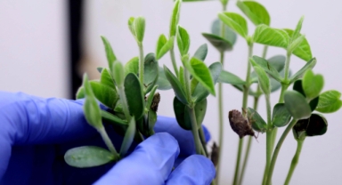 Kahverengi Kokarca mücadelesinde yeni adım: Samuray arısı 