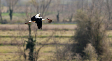 Leylek popülasyonunda artış 