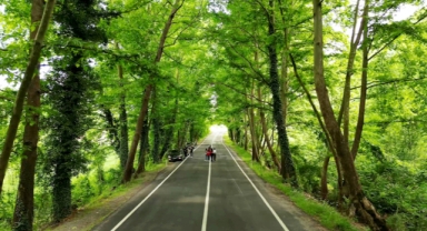 Ağaç tünelli yollar görenleri büyülüyor 