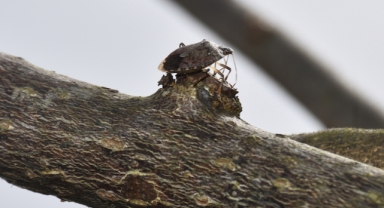 Bahçelerde kahverengi kokarcayla mücadele devam ediyor