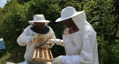 Bal arısı ırkları gen bankasıyla korunacak