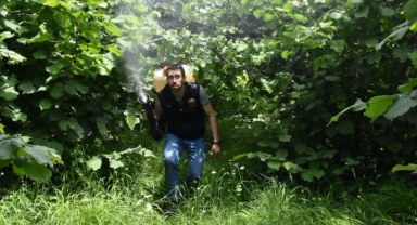 Fındık üreticileri bahçelerde hasat sezonu öncesi hazırlık yapıyor