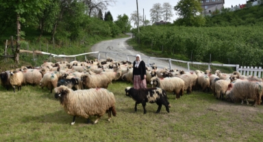 Kadın girişimci devlet desteğiyle sürü sahibi oldu