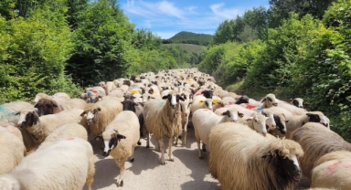 Karadeniz'de sürülerin yayla yolculuğu başladı 