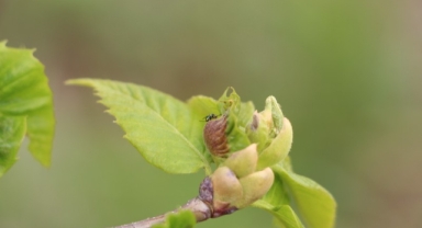 Katil arıya karşı avcı böcekler görev başında   