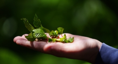 Kestanede verimi düşüren gal arısıyla biyolojik mücadele