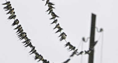 Kızılırmak Deltası nesli tehlike altındaki kuş türlerine ev sahipliği yapıyor