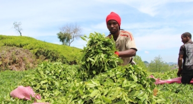 Senegalli işçiler çay hasadında   