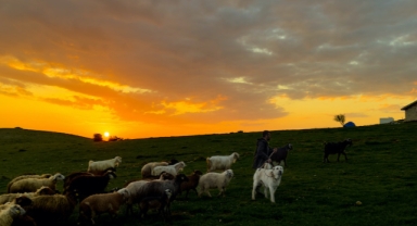 Yaylalar sürülerine kavuşuyor