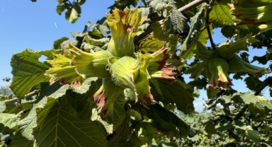 Fındıkta örnek bahçeler de randıman da artıyor