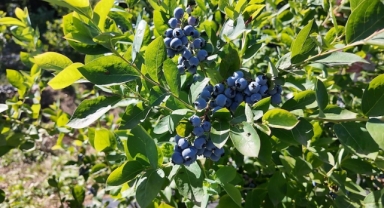 Mavi yemiş fındık üreticilerine ilave gelir sağlıyor