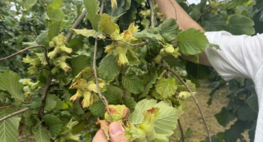 Üreticilere hasat öncesi 