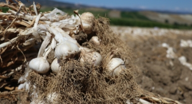 AB tescilli sarımsağın hasat süreci tamamlandı (Foto Galeri)
