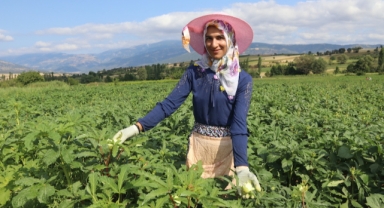 Coğrafi işaretli ‘Sarı Altın’ çiçek bamyasının hasadı başladı