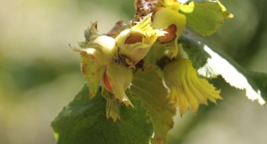 Fındık hasadı sürüyor (Foto Galeri) 