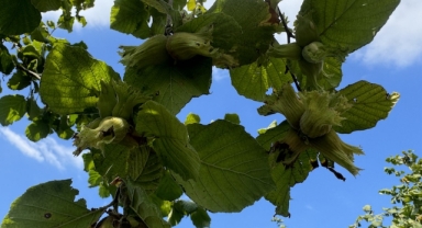 Fındık Hasadında File Sistemi ile Verimlilik Artıyor