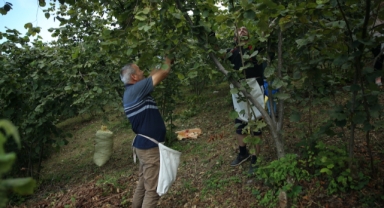 Fındık Üreticileri Erken Hasat İçin Kolları Sıvadı