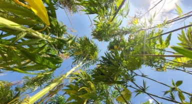 40 yıllık ata tohumlarıyla ekilen kenevirin hasadı başladı (Foto Galeri)