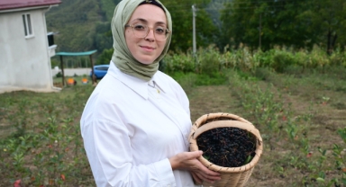 Aronya yetiştiren kadın girişimci, ilk hasadında büyük şehirlere satışa başladı (Foto Galeri) 