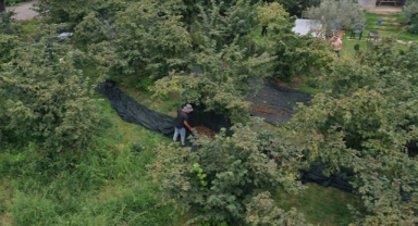 Fındık hasadında sona gelinirken 